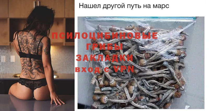 Псилоцибиновые грибы Psilocybe  где купить наркоту  Александров 